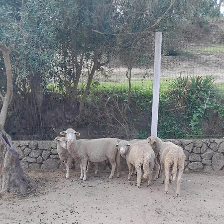 Quinta Ribeiro Tanquinhos Affittacamere Tancos Esterno foto