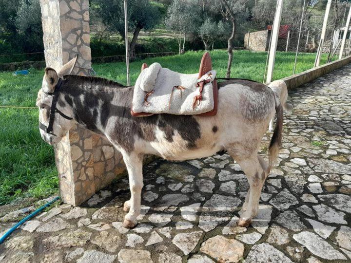 Quinta Ribeiro Tanquinhos Affittacamere Tancos Esterno foto