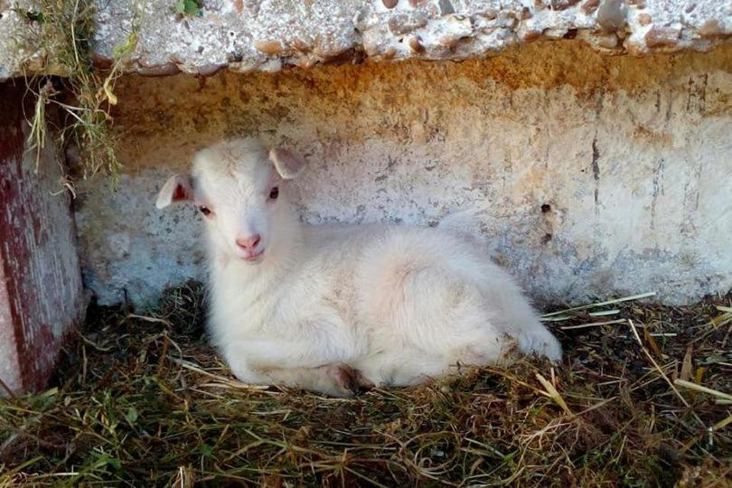 Quinta Ribeiro Tanquinhos Affittacamere Tancos Esterno foto