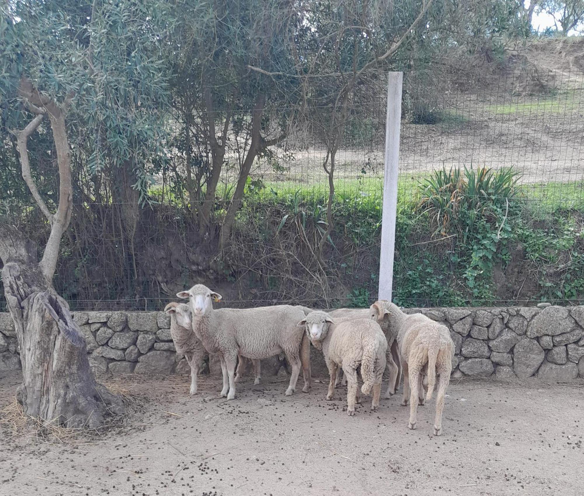 Quinta Ribeiro Tanquinhos Affittacamere Tancos Esterno foto