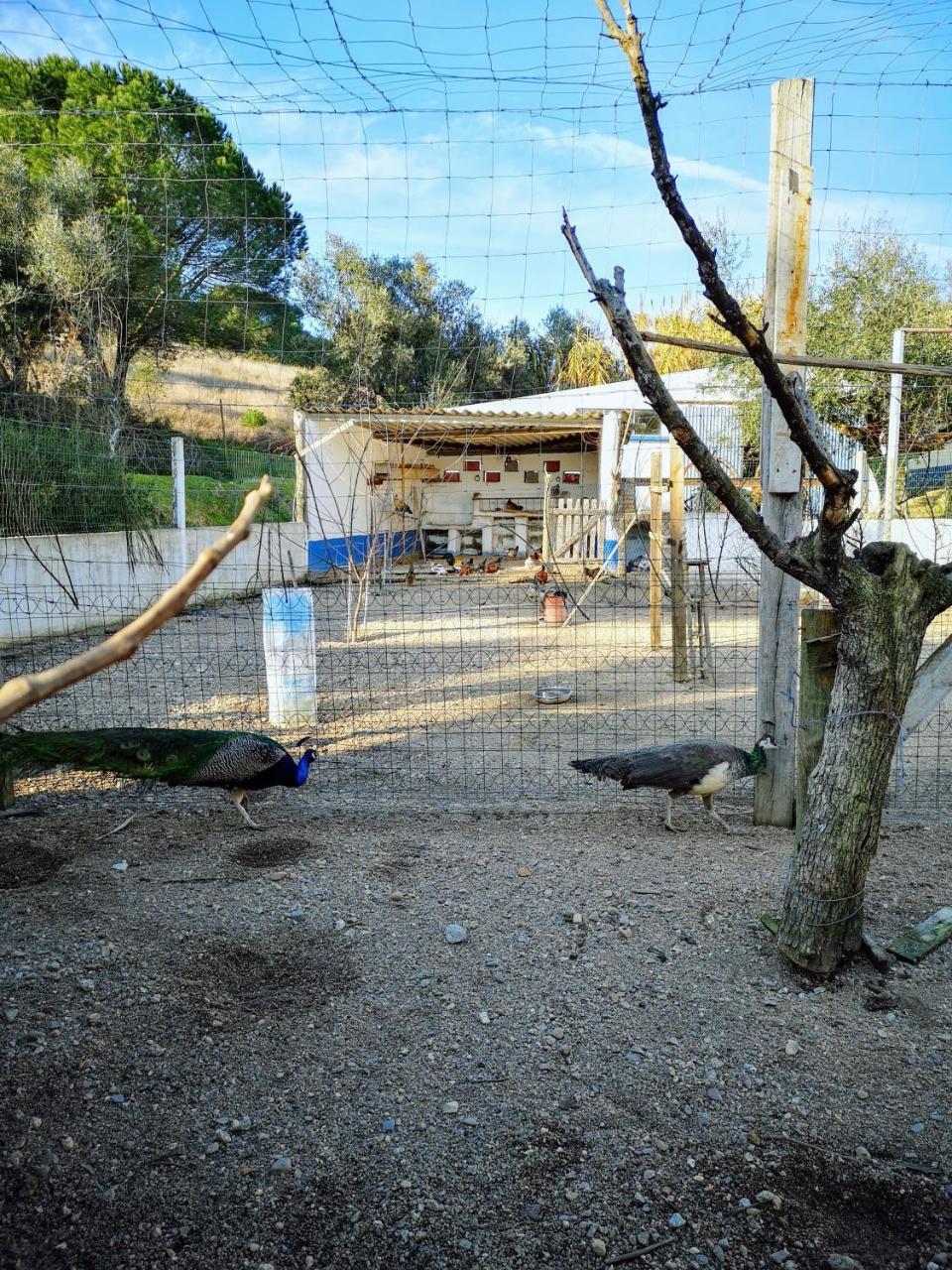 Quinta Ribeiro Tanquinhos Affittacamere Tancos Esterno foto